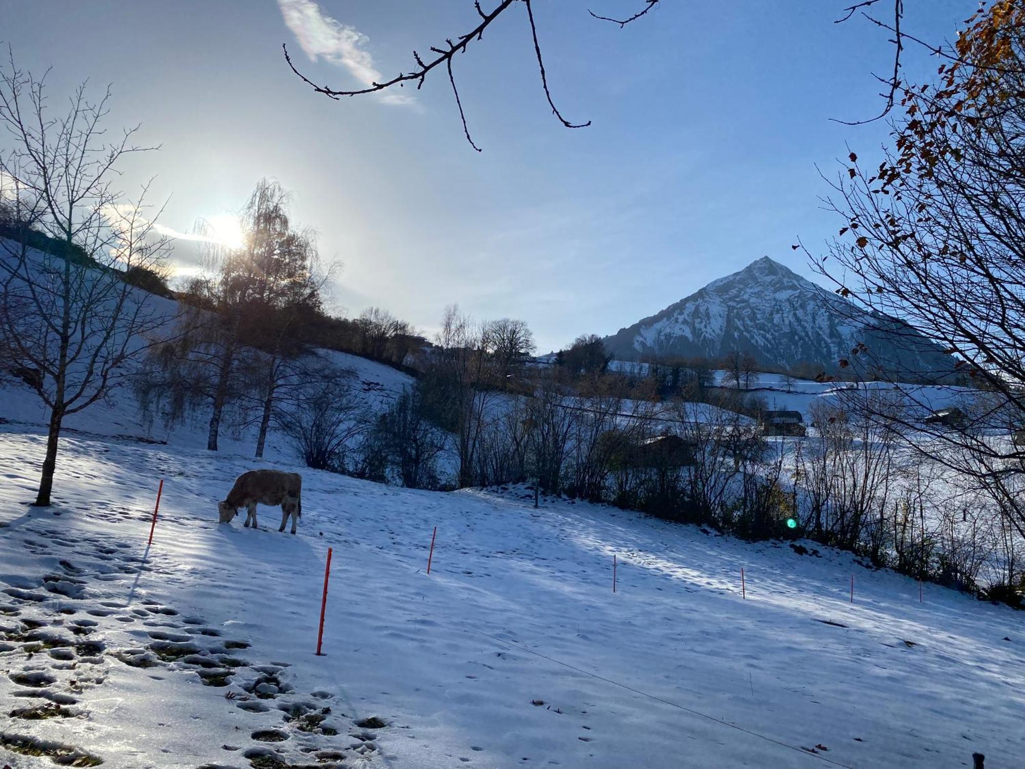 Herrlicher Blick Auf Berge Und See Faulensee Eksteriør billede